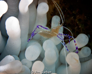 schrimp sitting on an anemone by Jim Garber 